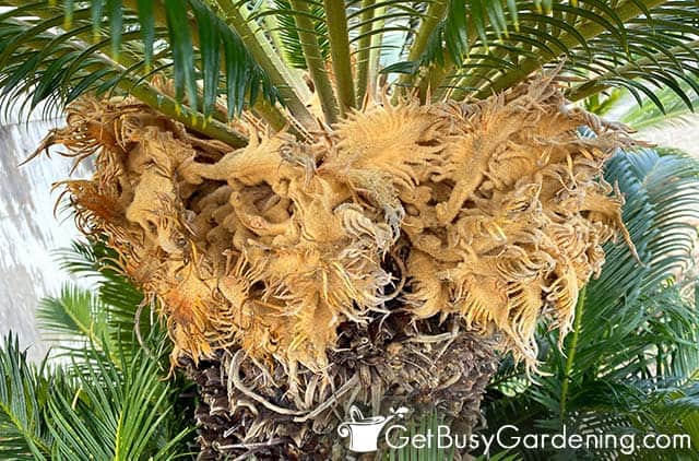 Female sago palm seed cone