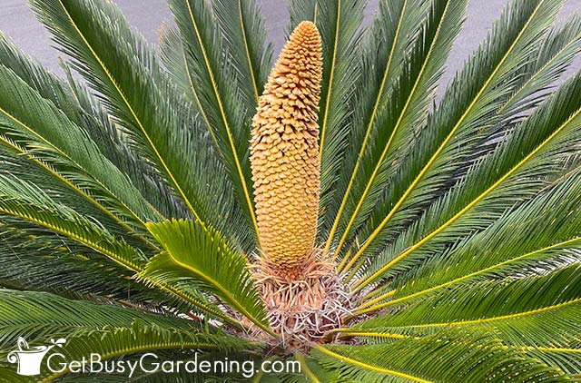 Flower cone on a male sago palm