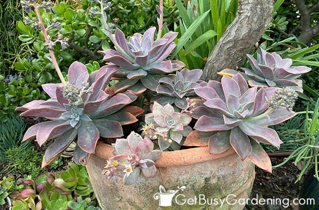 Grayish pink echeveria planted in a pot