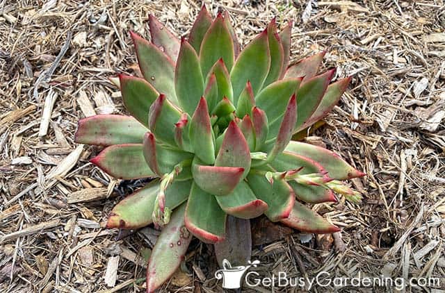 Green echeveria with red edges growing outside