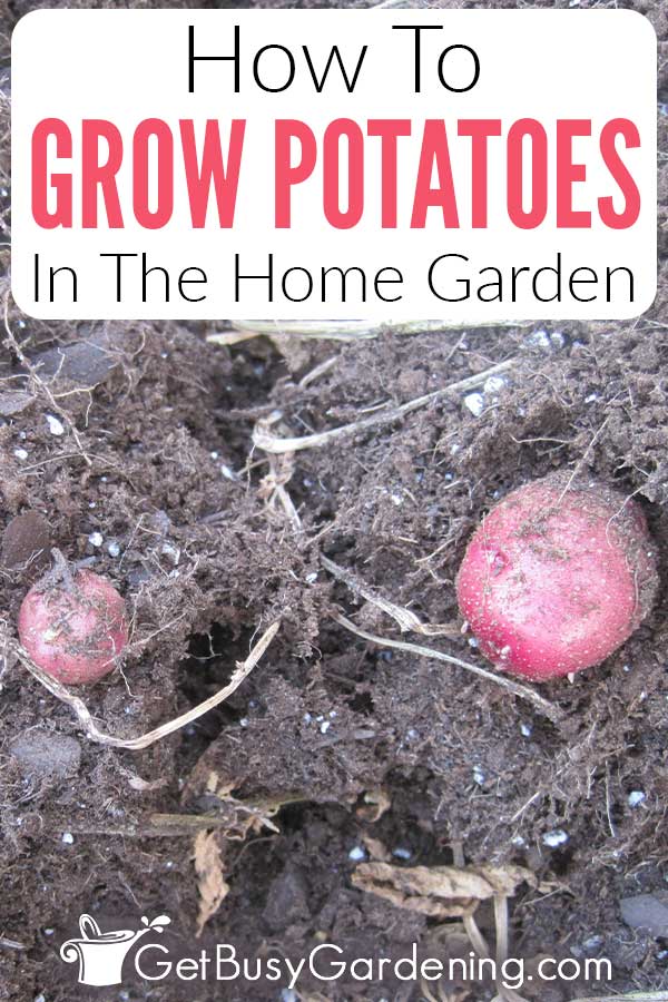 How To Grow Potatoes In The Home Garden
