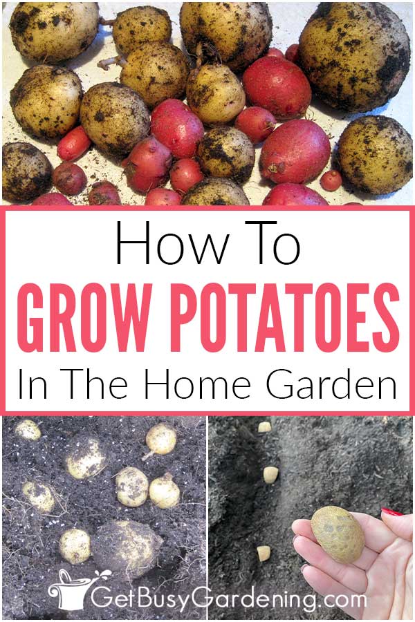 How To Grow Potatoes In The Home Garden