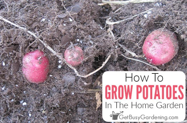 How To Grow Potatoes In Your Garden