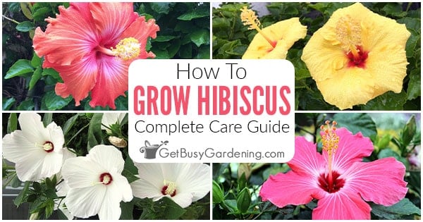 Hibiscus Plant Care & Growing Guide - Get Busy Gardening