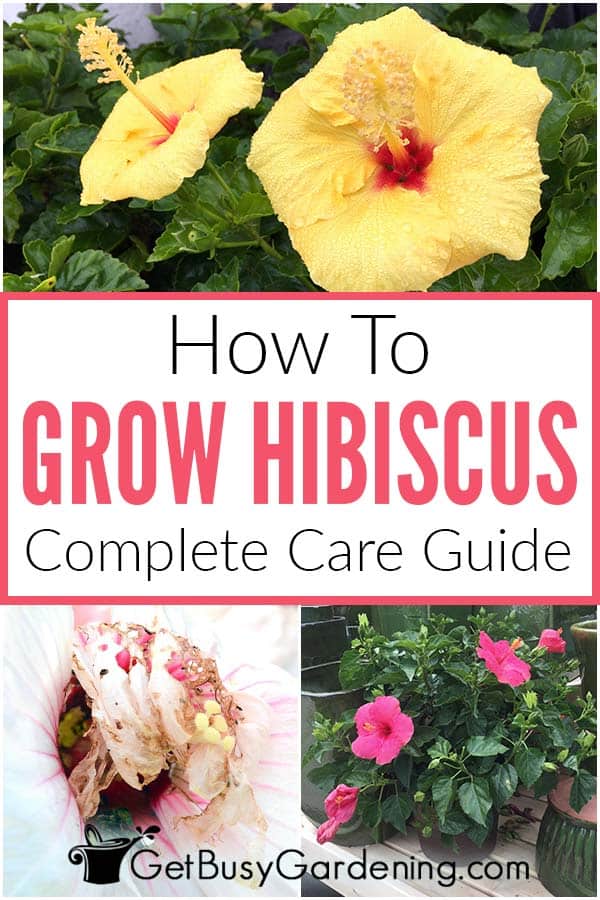 How To Grow Hibiscus Complete Care Guide