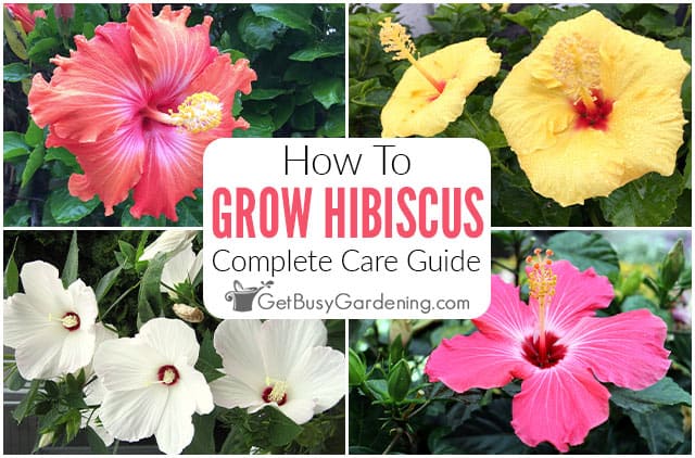 How To Grow & Care For Hibiscus Plants