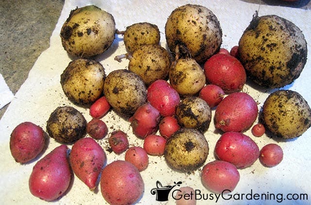 Homegrown potatoes from my garden