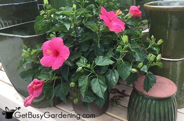 Hot pink hibiscus plant in a pot
