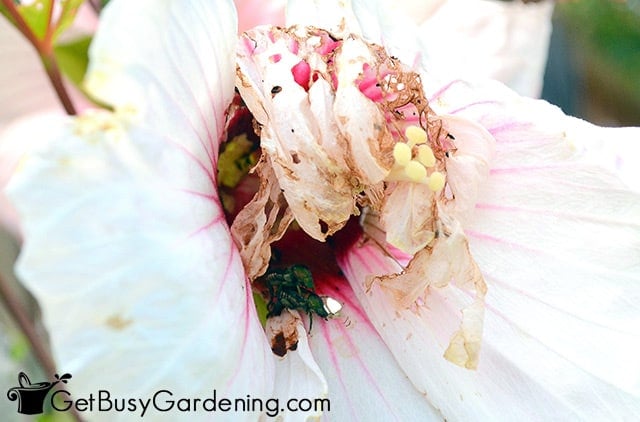 Japanese beetles eating a hibiscus flower
