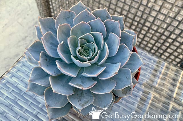 Large blue potted echeveria