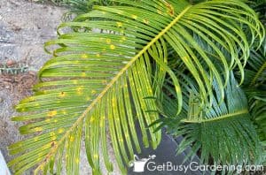 Sago Palm Care Guide - How To Grow Cycas revoluta