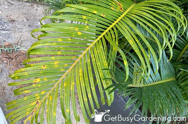 Leaves on sago palm turning yellow