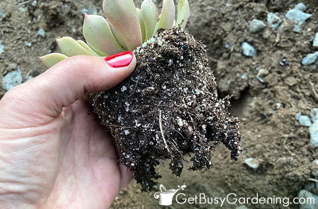 Loosening the circular pattern on succulent roots