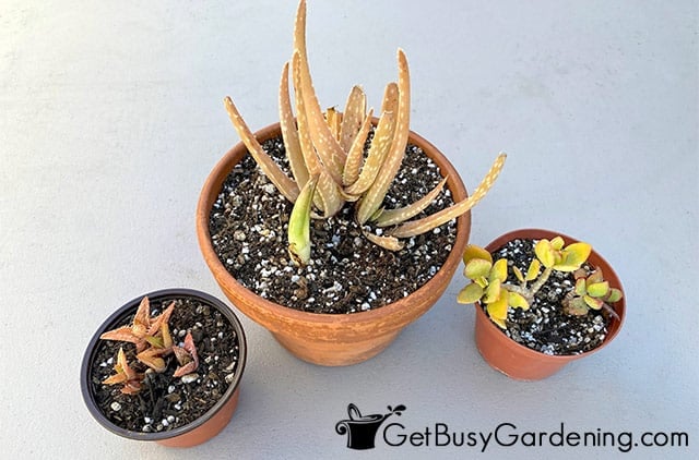 My succulents repotted in new containers