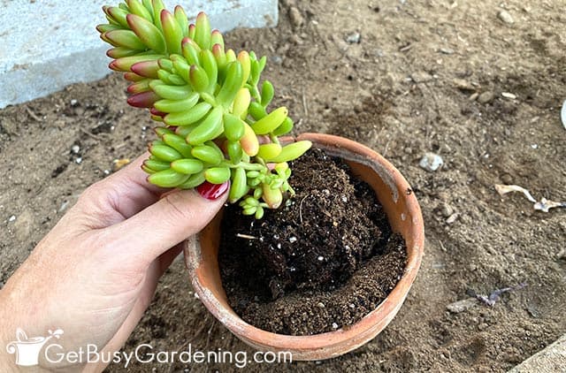 Planting a succulent in a pot