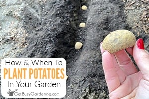 How & When To Plant Potatoes In Your Garden