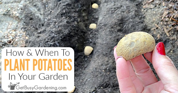 How & When To Plant Potatoes In Your Garden - Get Busy Gardening