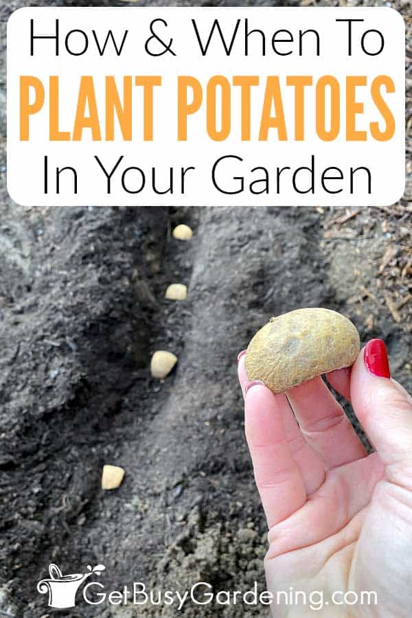 How & When To Plant Potatoes In Your Garden