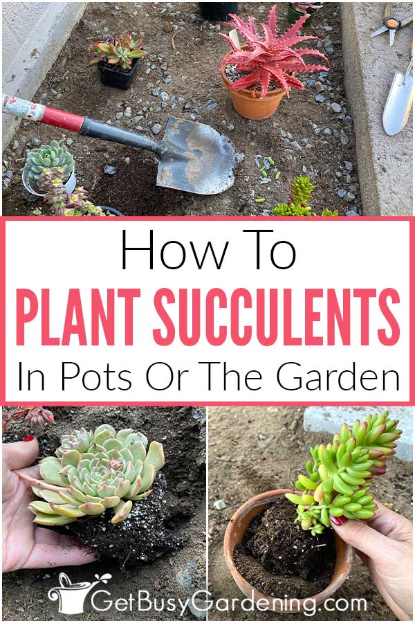 How To Plant Succulents In Pots Or The Garden