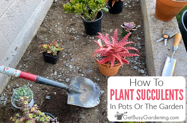 How To Plant Succulents Indoors Or Outside