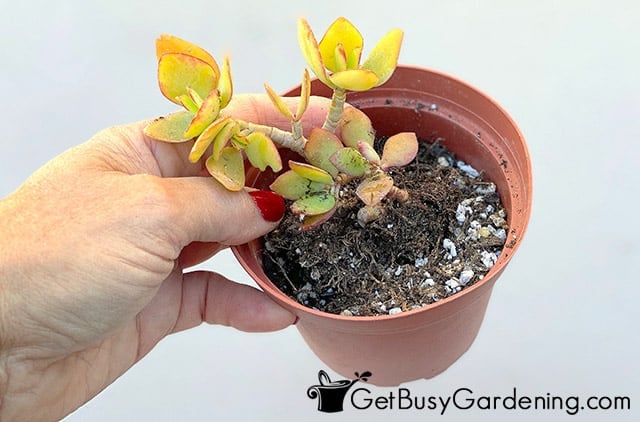 Positioning a succulent in a new pot