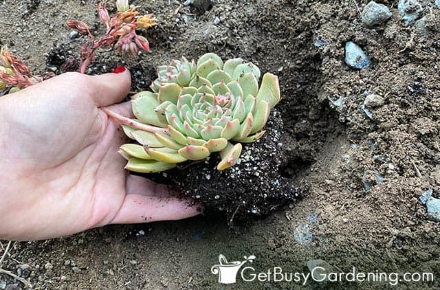 Positioning a succulent into the planting hole