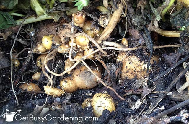 Potatoes growing in the ground