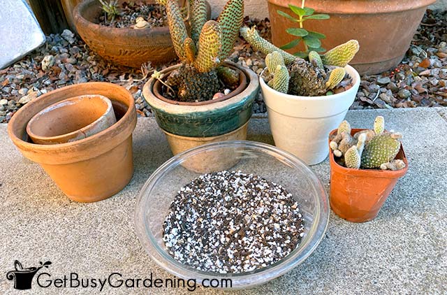 Cactus plants next to a pot filled with soil