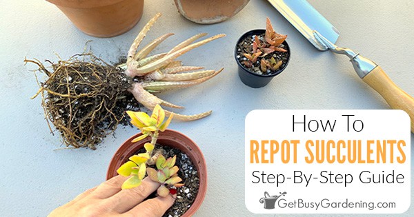 How To Repot Succulents: A Step-By-Step Guide - Get Busy Gardening