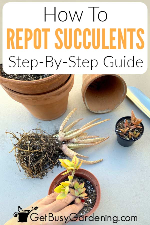 How To Repot Succulents Step-By-Step Guide