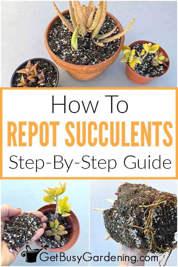 How To Repot Succulents Step-By-Step Guide