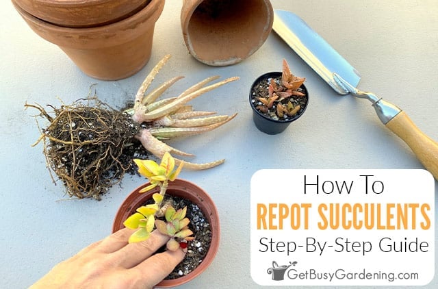 How To Repot Succulent Plants