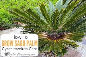 How To Care For Sago Palm Trees (Cycas revoluta)