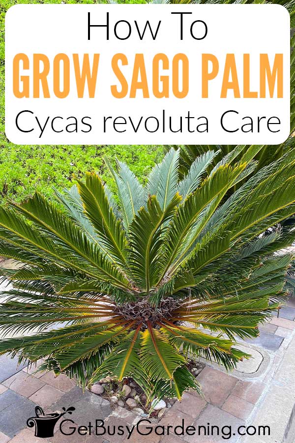 How To Grow Sago Palm Cycas revoluta Care