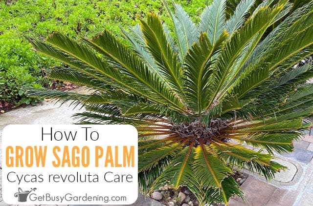 How To Care For Sago Palm Trees (Cycas revoluta)