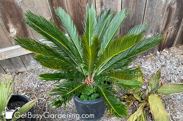 Sago palm growing in a pot outside