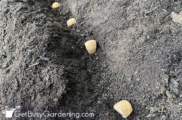 Seed potatoes planted in the garden