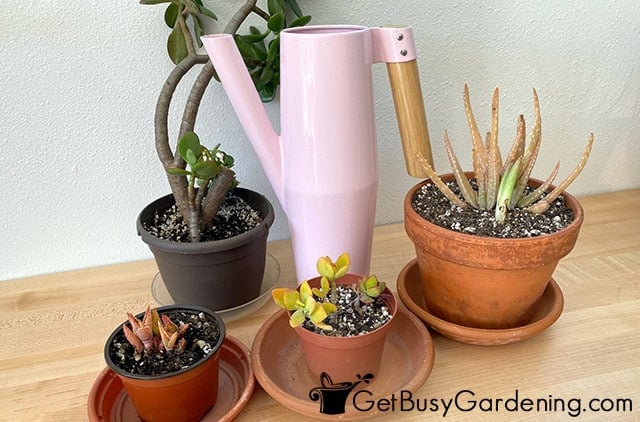 Succulent plants on water drip trays indoors
