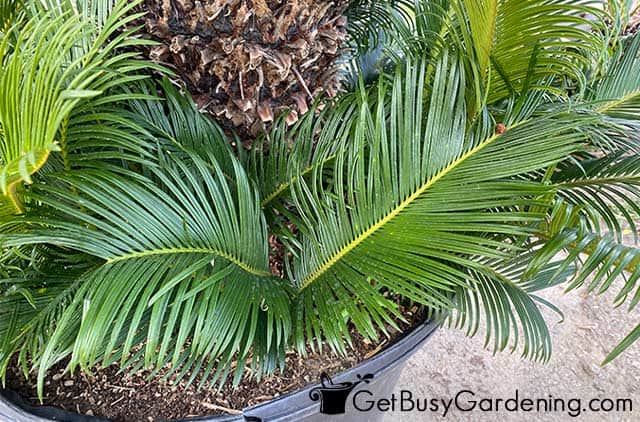 Super healthy green sago palm leaves