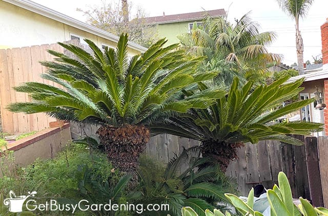 Tall sago palms growing outdoors