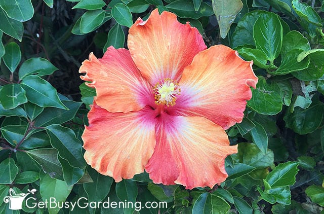 Tropical hibiscus plant with a pretty flower