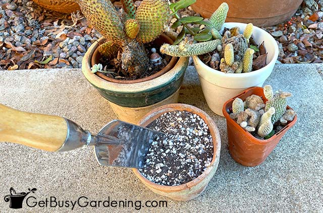 Getting ready to use my cactus potting soil mix