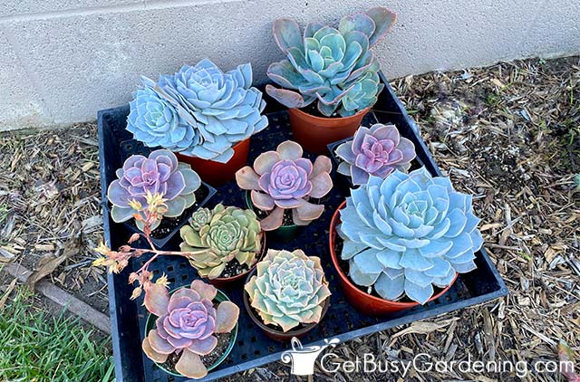 Various echeveria succulent types