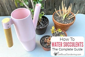 How To Water A Succulent Plant