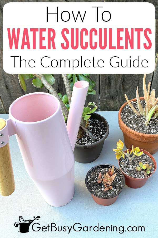 How To Water Succulents The Complete Guide