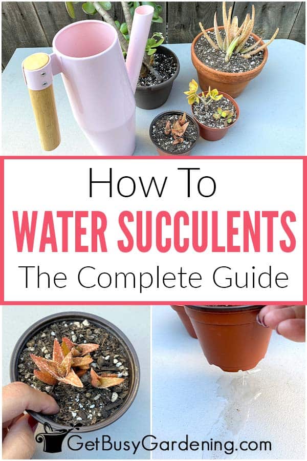 How To Water Succulents The Complete Guide