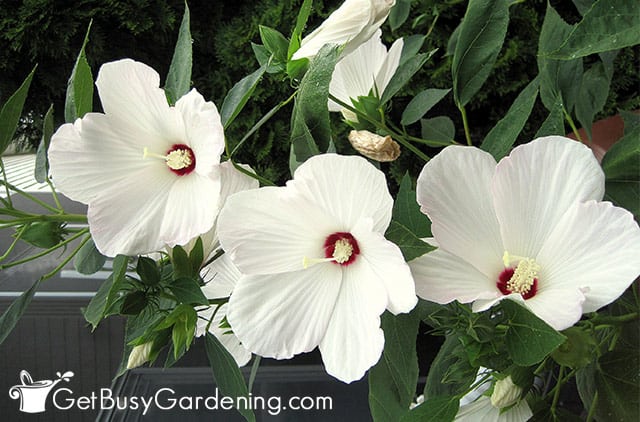 White hardy hibiscus plant growing outdoors