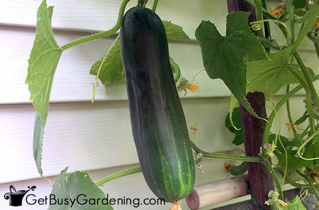 A beautiful cucumber ready to be picked