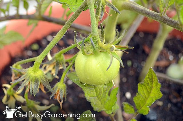 Baby tomato just starting to form on the plant
