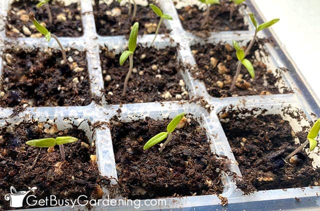 Baby tomato seedling germinating